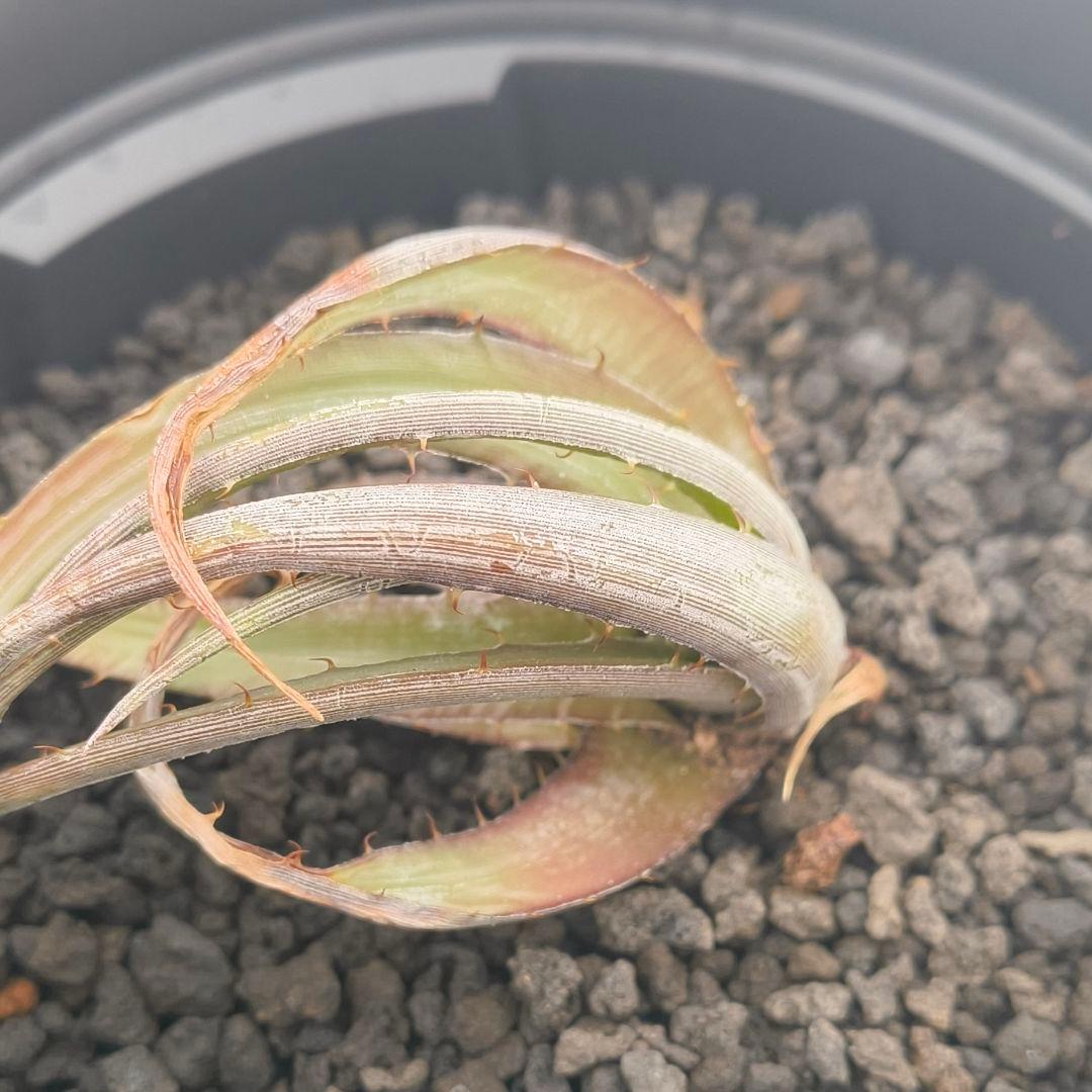 ブロメリア・エアープランツ Dyckia jonesiana lemei #1998