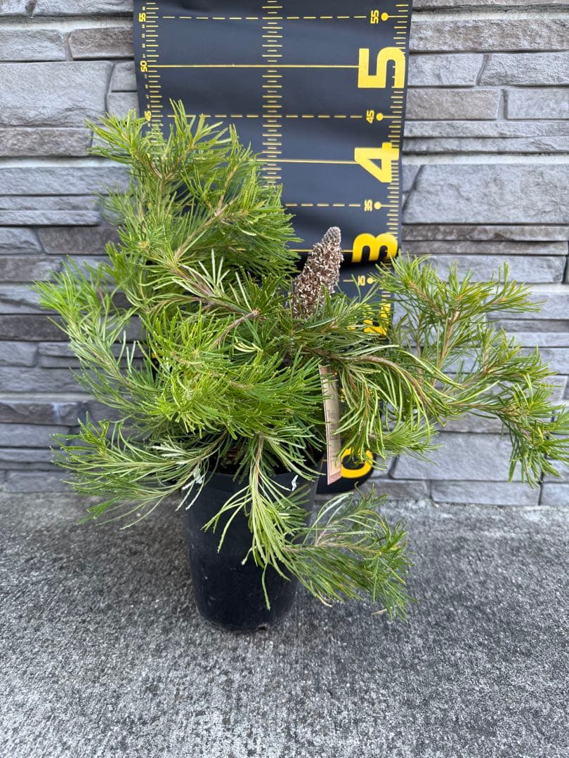 バンクシア　バースデーキャンドル