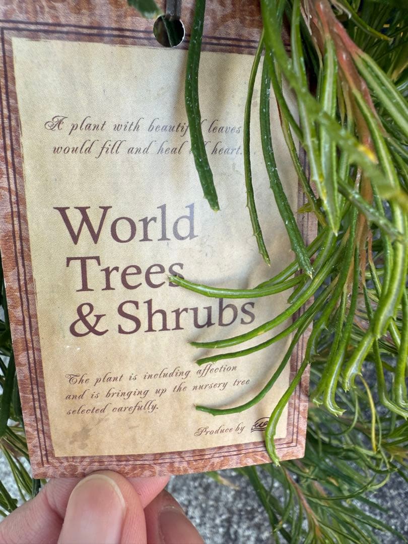 バンクシア　バースデーキャンドル