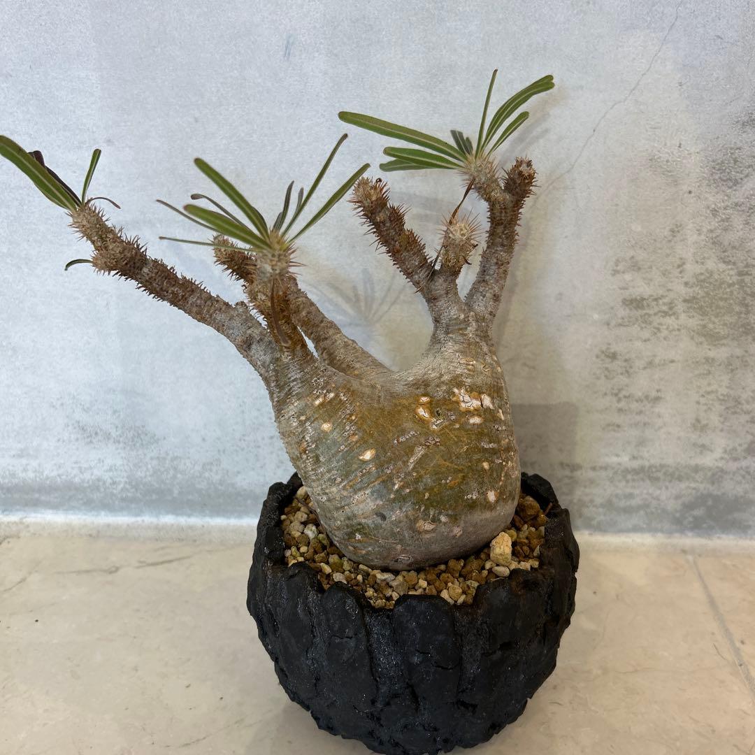 Pachypodium gracilis - 現地球　発根済み
