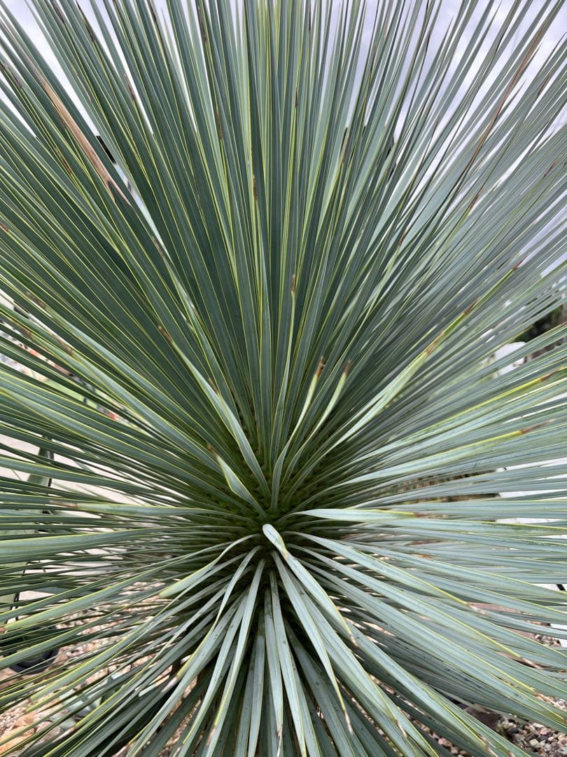 ユッカ ロストラータ