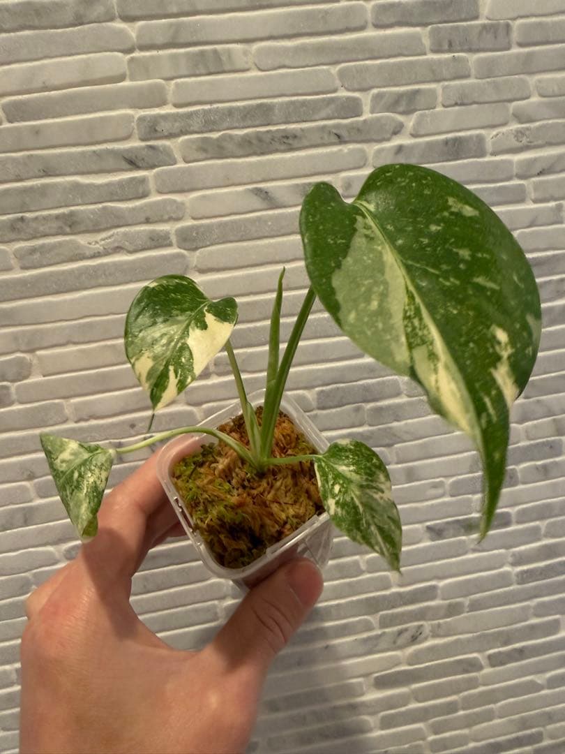 モンステラ レガシー　斑入り