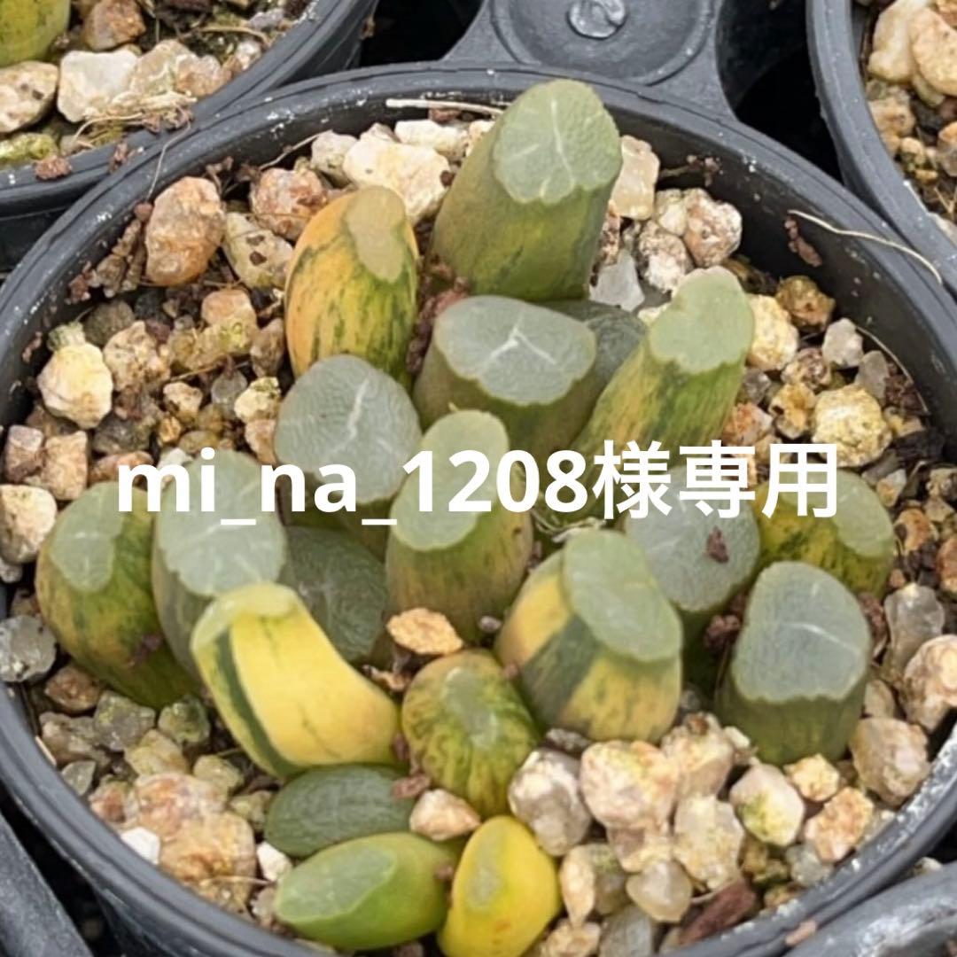 その他多肉植物 mi_na_1208