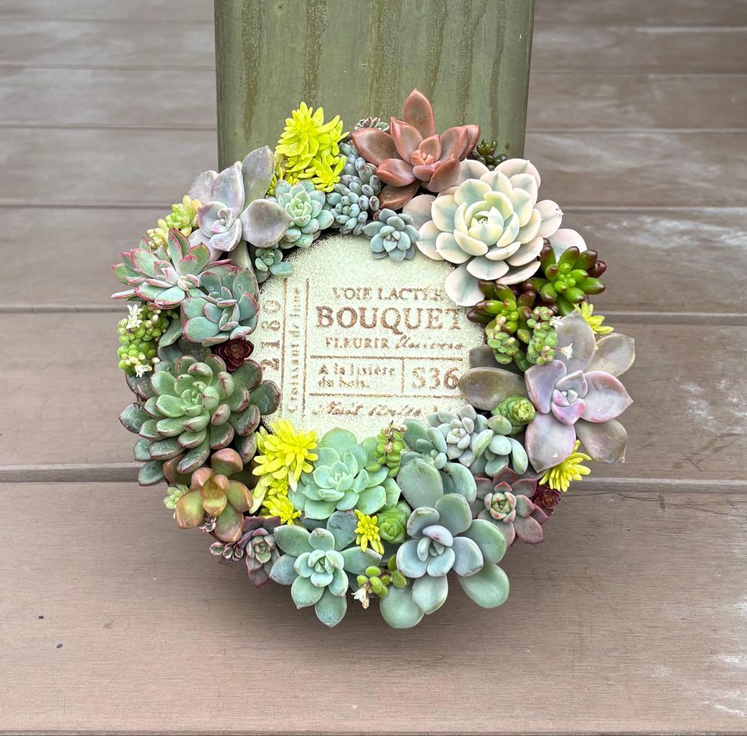 多肉植物 寄せ植え そのまま飾れる♡.*゜リース♡*°ホワイトNo.1