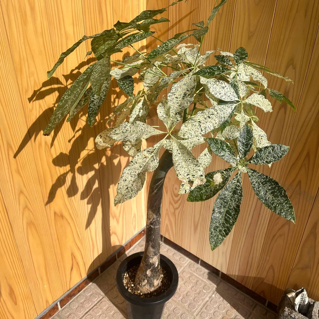 パキラ ミルキーウェイ 【クリスマス感謝祭】