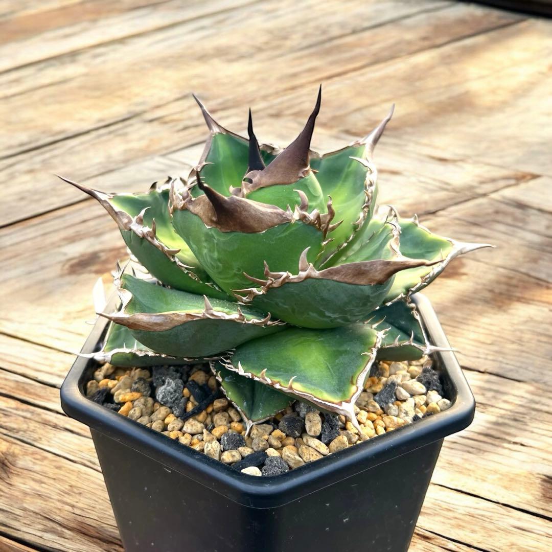 デニス051 大株　台湾