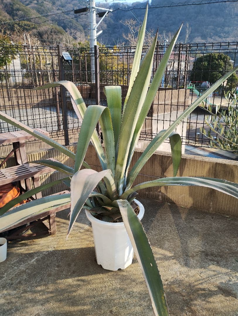 大型アガベ 観葉植物