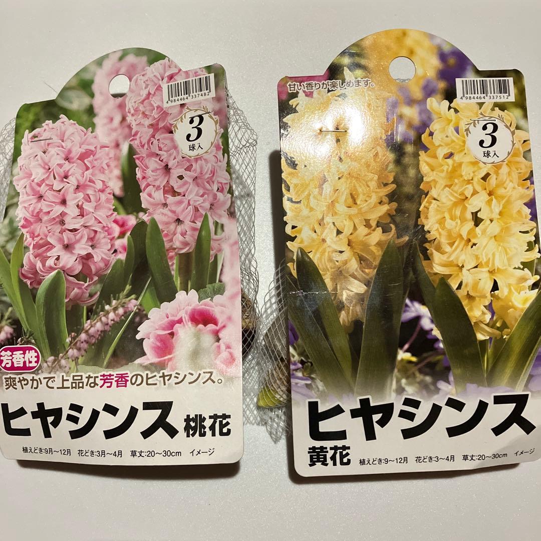 ヒヤシンス球根【16球】