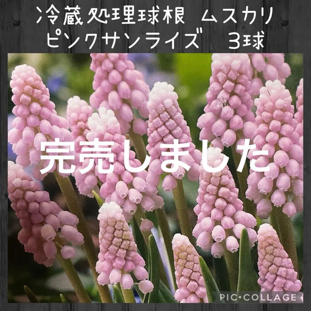 【球根】冷蔵処理済　ムスカリ　ピンクサンライズ　3球　芽出し球根