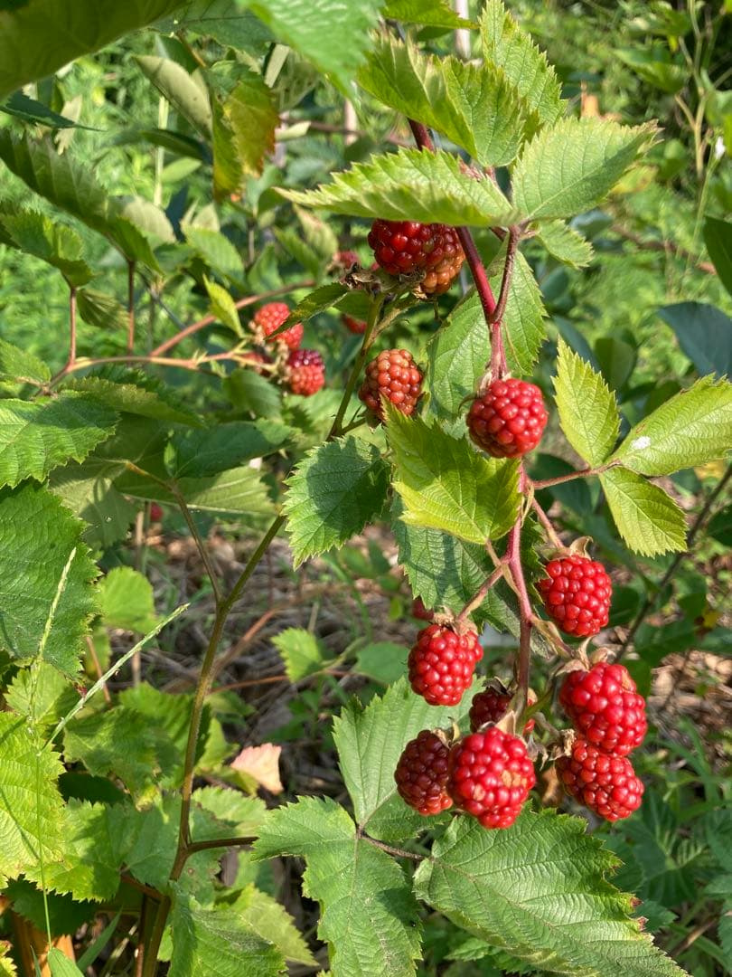 まいさま専用　ブラックベリー苗 24本　トゲなし　抜き苗