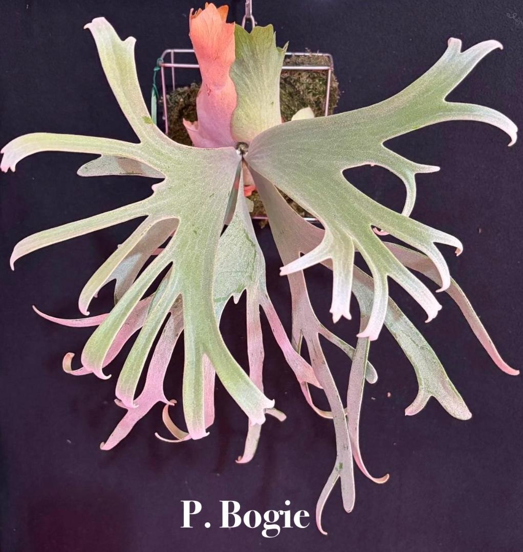 P. willinckii Bogie 波奇 子株 板付け OC ビカクシダ