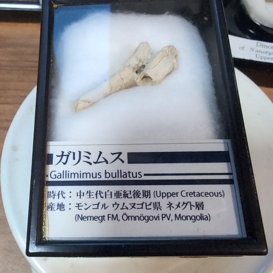 本物　恐竜　ガリミムスの前指骨化石　モンゴル　ラベルケース付き