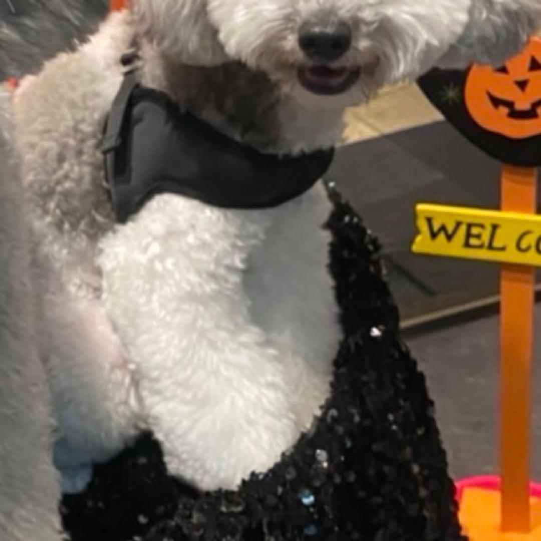 prada Sサイズ ブラック ナイロンハーネス