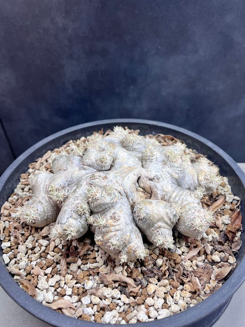 特大株　パキポディウム ブレビカウレB12