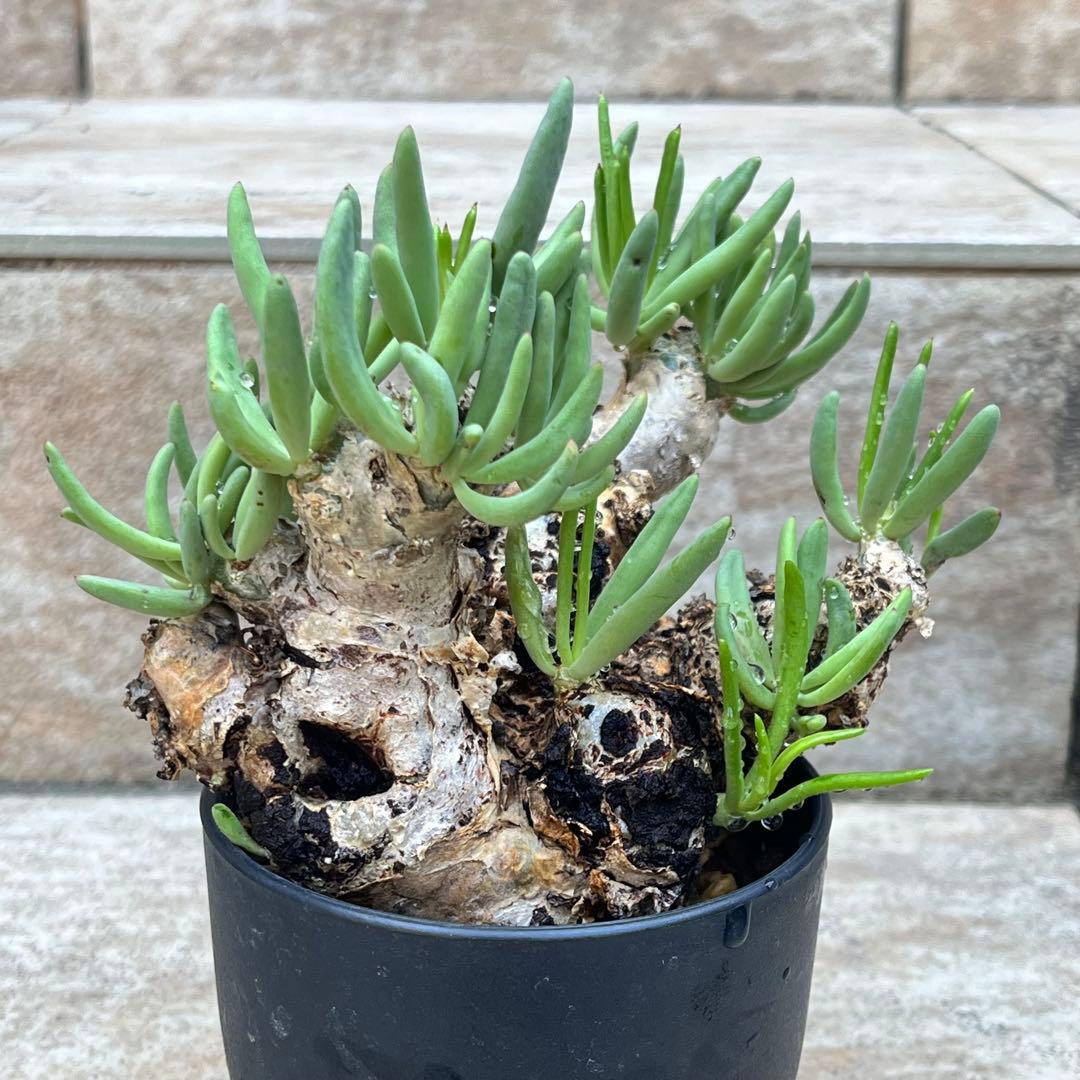 チレコドン　レティキュラータス　No.002　鉢、送料込　メルカリ便