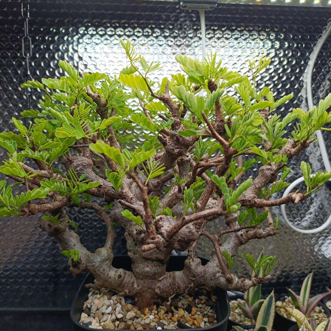 【バレンタインセール】センナ　メリディオナリス　特大　極太 発根済　④