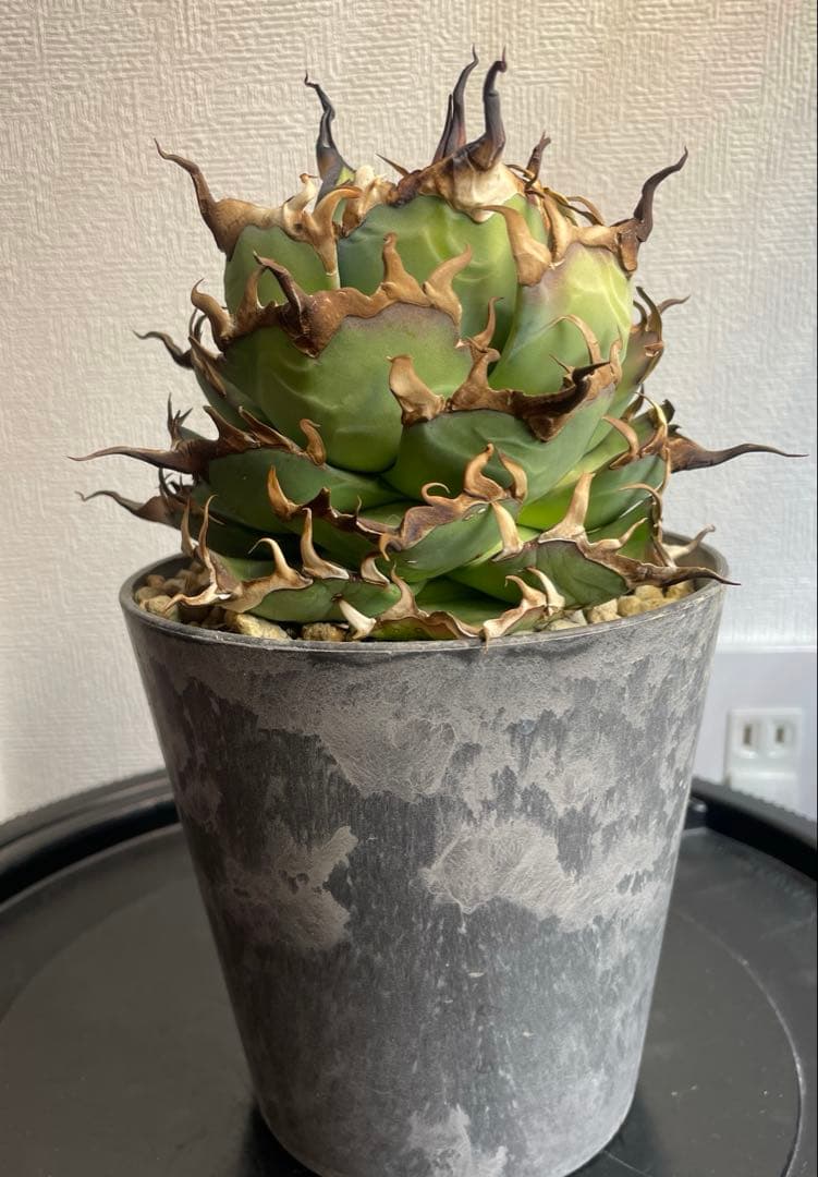 親株出品ハデス　黒帝斯　くねくね　鉢ごとゆうゆうメルカリ便発送