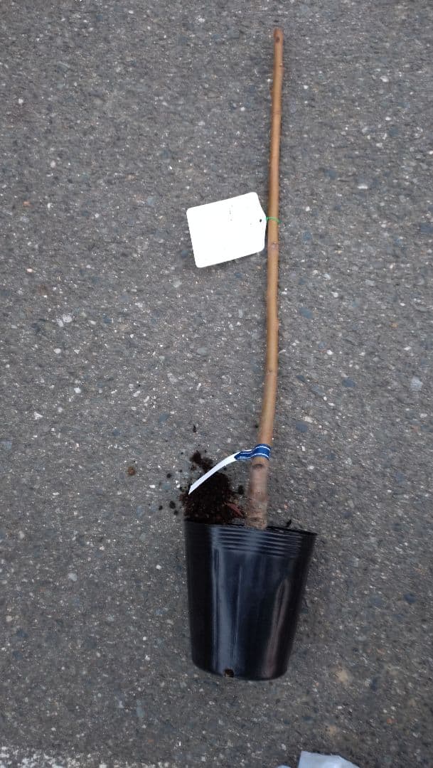 桃苗木「川中島白桃苗木」＆「あかつき」１年生