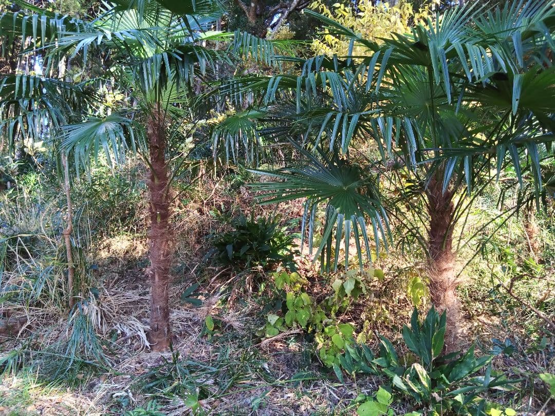 シュロの木、棕櫚の木、1本（選択可能）、庭木、ガーデニング、自己掘り出し