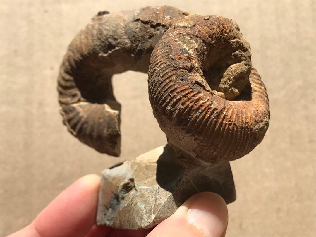 【限定価格】マダガスカル産　異常巻きアンモナイト化石（ノストセラス）　稀少