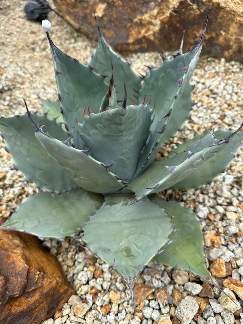 パリー　ハイブリッド　トランカータ　アプラナータ　子株付き