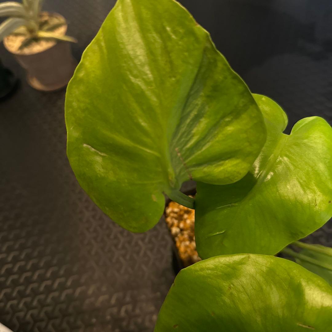 モンステラ　デリシオーサ　ミューテーション　奇形　グリーンオン？