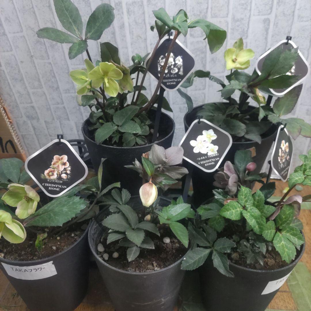 花付きクリスマスローズ⭐️5鉢セット