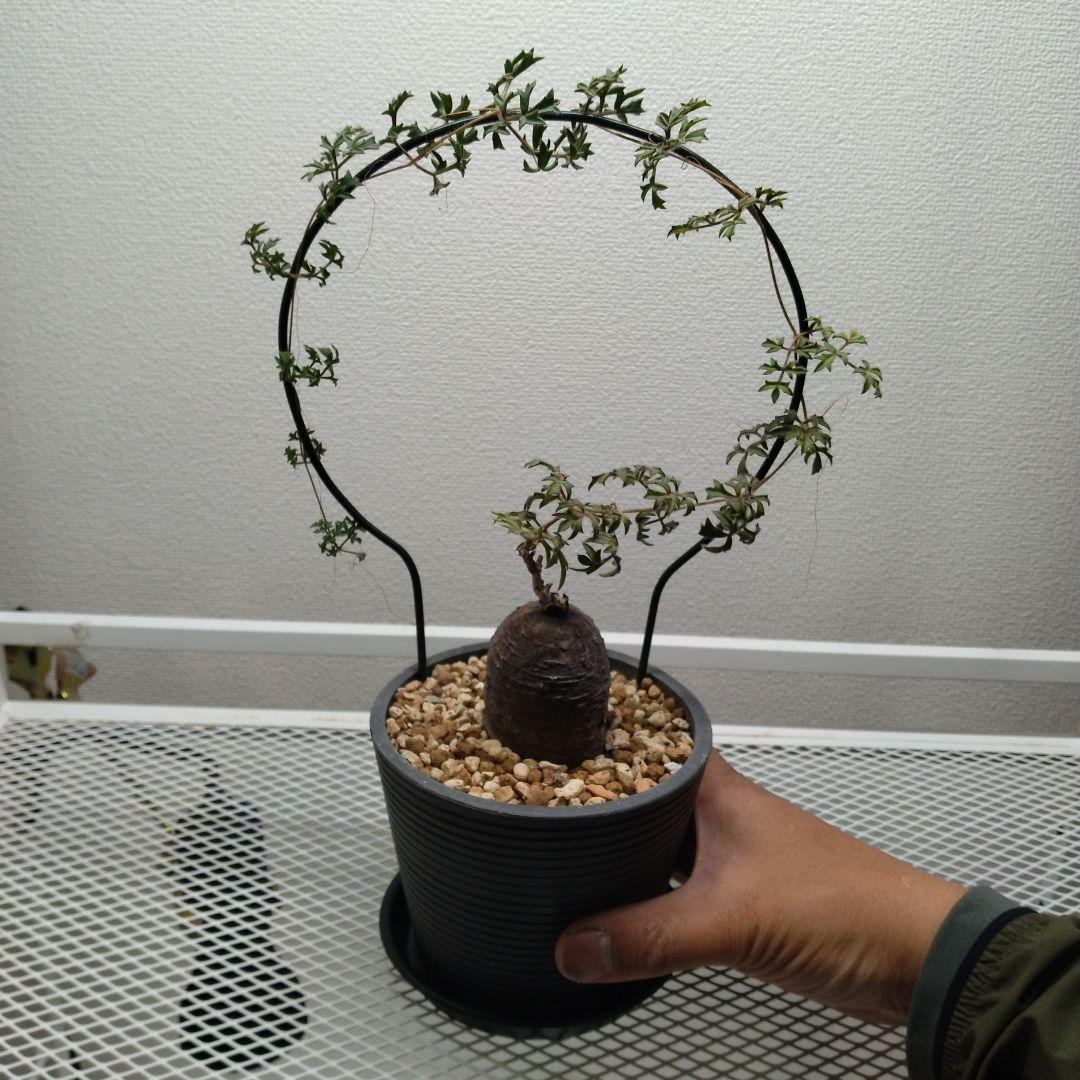 キフォステンマ　モンタグナッキー　現地球　発根済