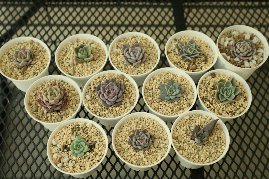 【おらいさん苗 】そわそわ、白玉美尼ほか10苗セット（多肉植物）