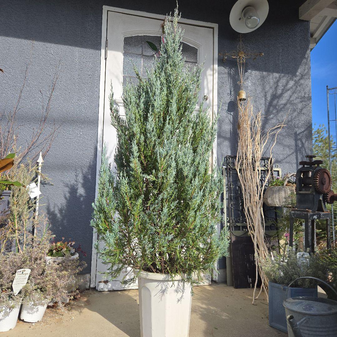 ④　コニファームーングロー　10号　特大苗木最高等級