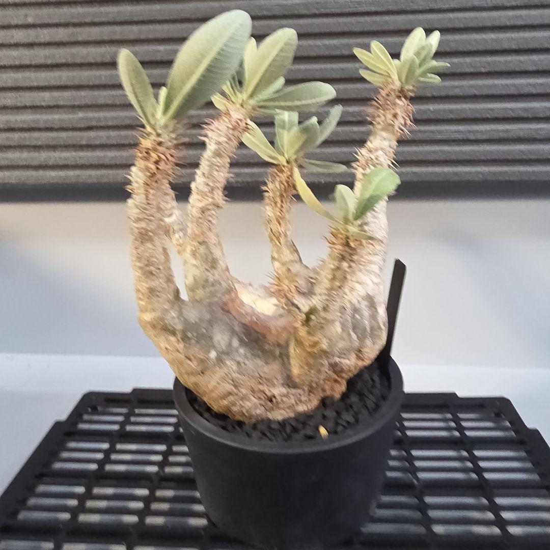 塊根植物 パキポディウム デンシフローラム 現地球 多枝