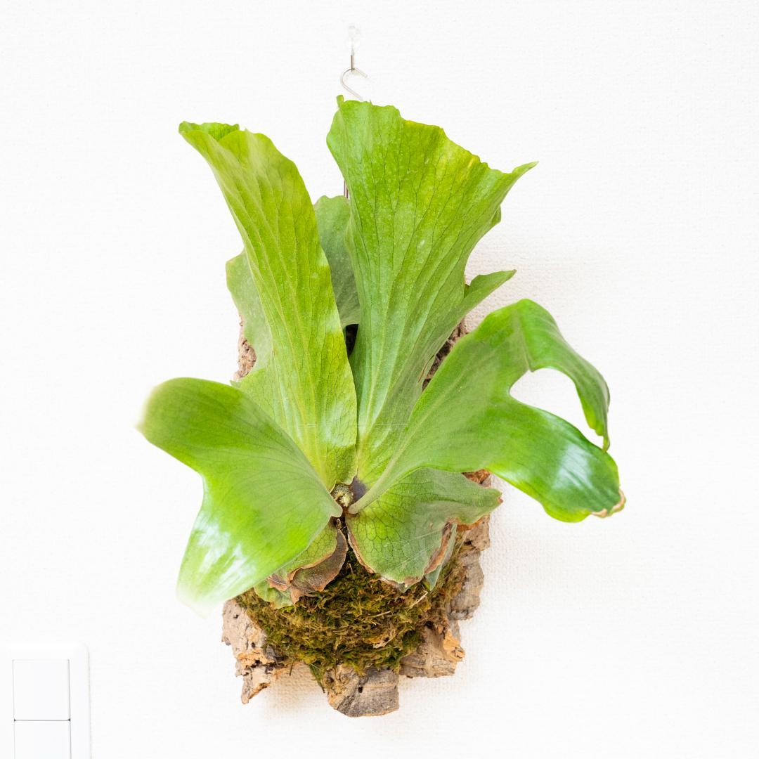 ビカクシダ　ステマリア　コルク付け　大サイズ5