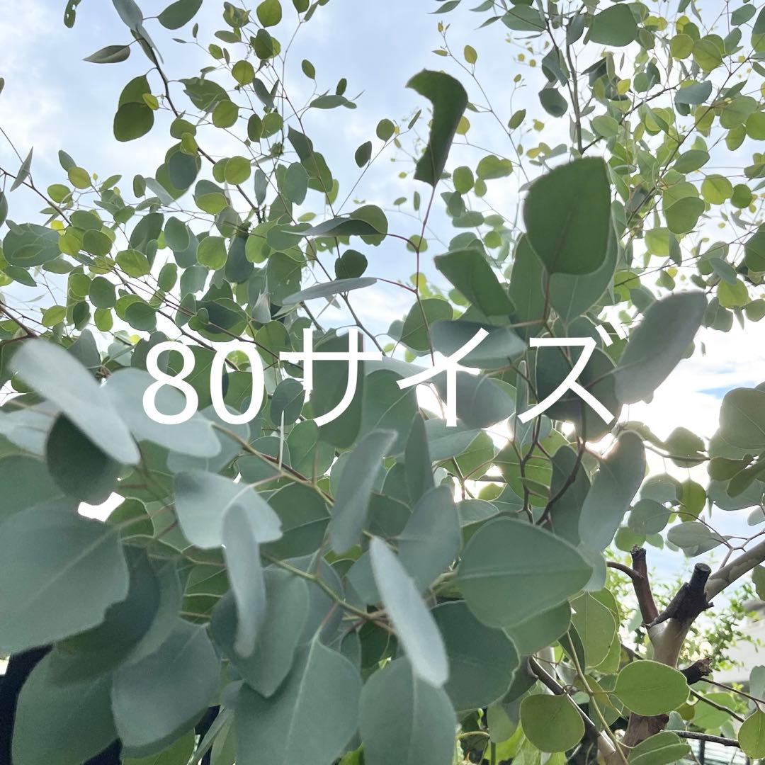 ユーカリポポラス　80サイズ