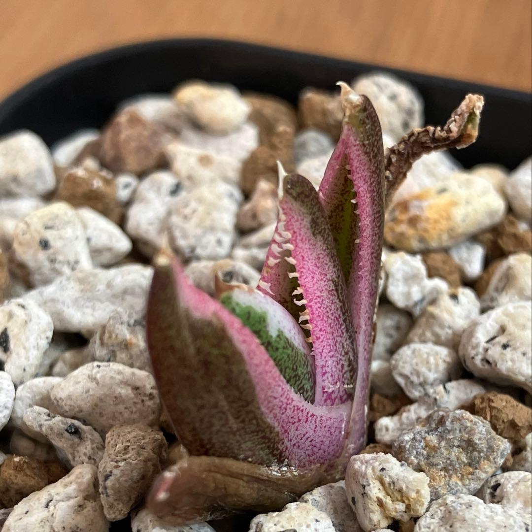 【鉢ごと発送】②希少　発根済　安定株　アガべ　チタノタ　豆豆龍錦　TC 白覆輪