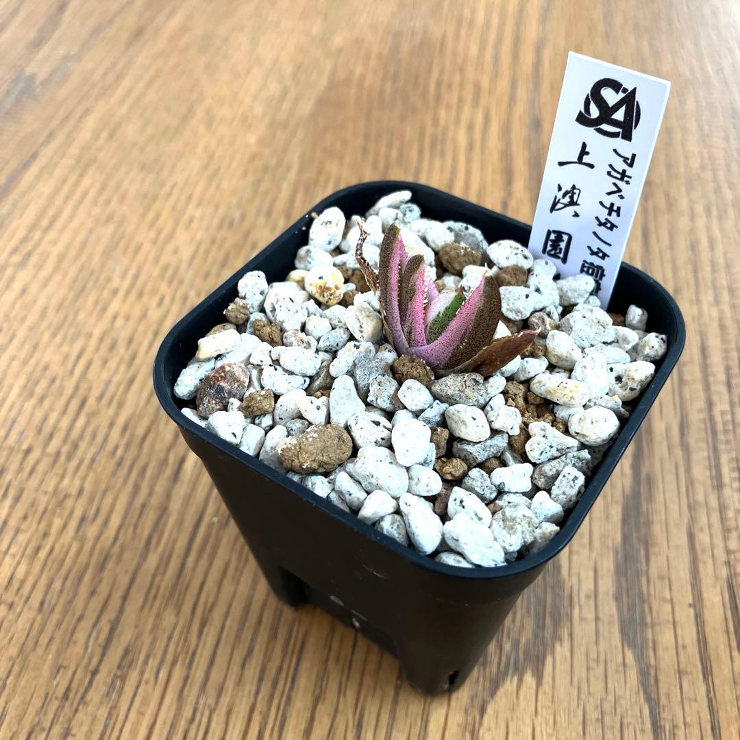 【鉢ごと発送】②希少　発根済　安定株　アガべ　チタノタ　豆豆龍錦　TC 白覆輪