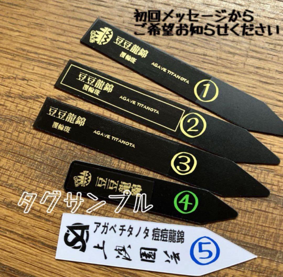 【鉢ごと発送】②希少　発根済　安定株　アガべ　チタノタ　豆豆龍錦　TC 白覆輪