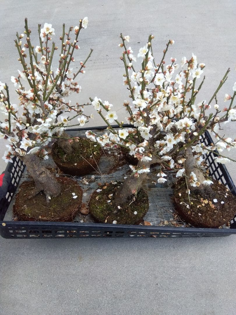 梅　盆栽　5株　破格セール❗ ら