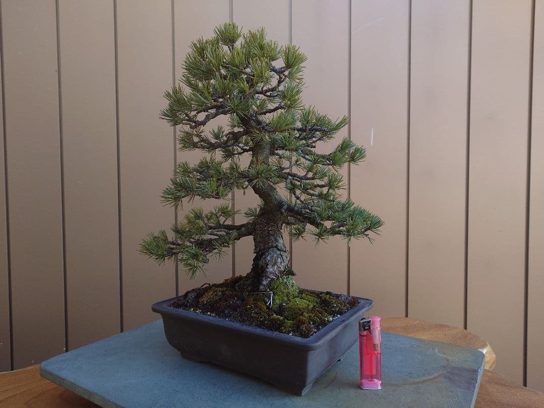 盆栽　五葉松　樹高35cm