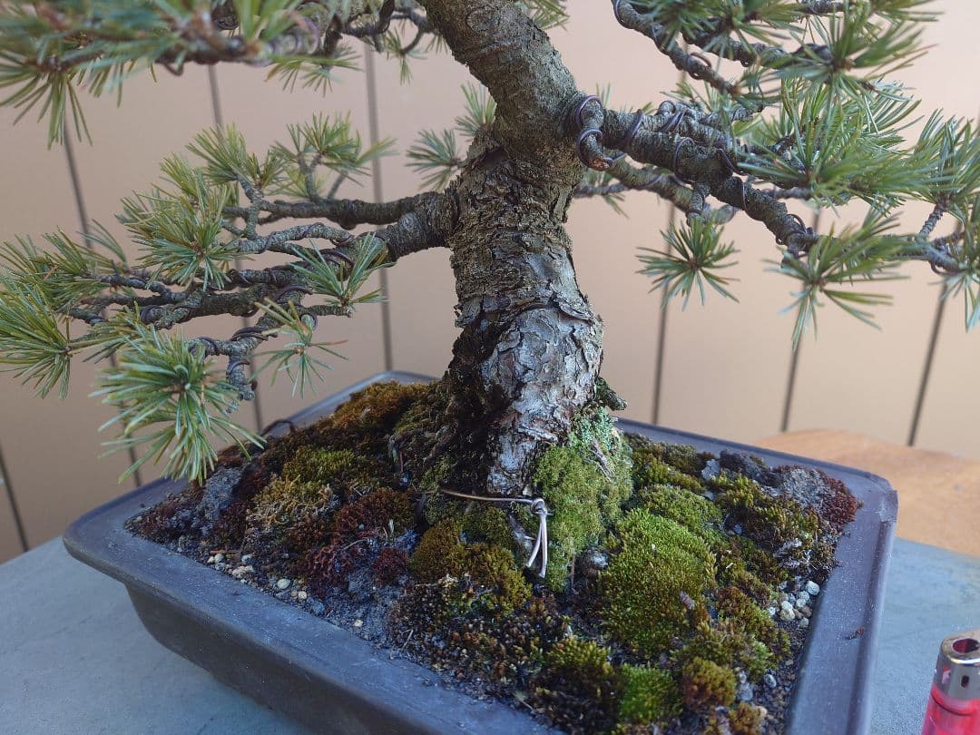 盆栽　五葉松　樹高35cm