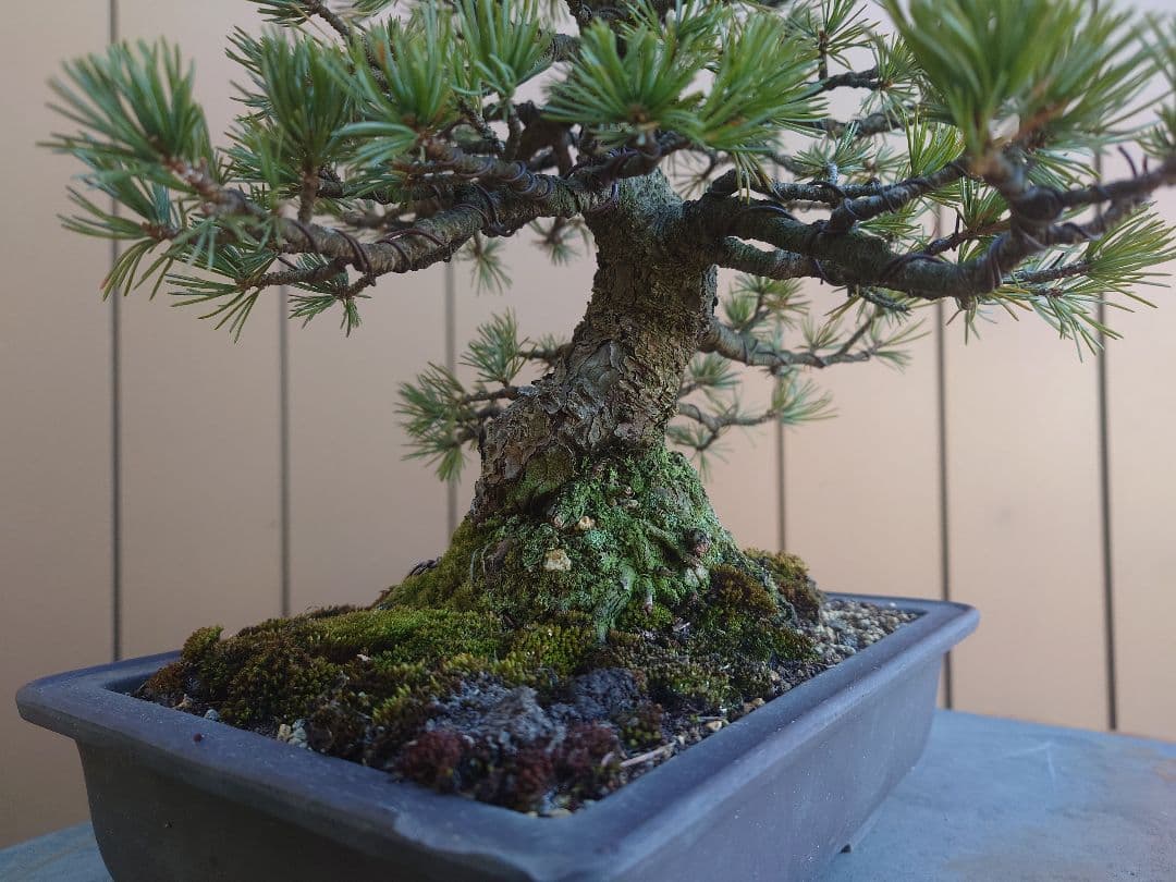 盆栽　五葉松　樹高35cm