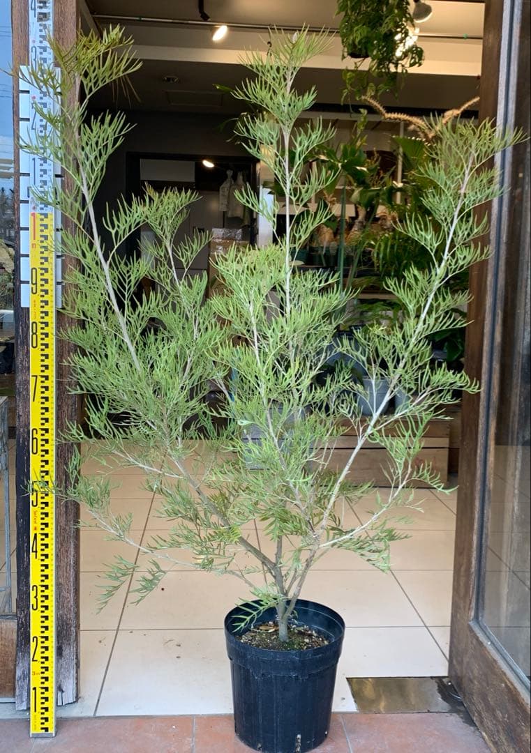 グレビレア ピーチアンドクリーム　大株　1