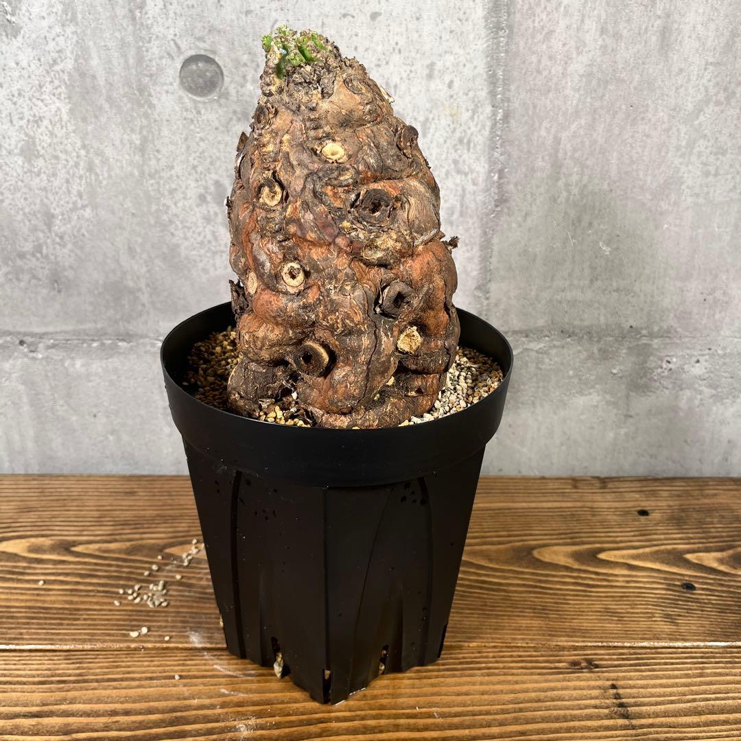 み*ん様 ユーフォルビア ムランジーナ 現地球 発根済 超大株