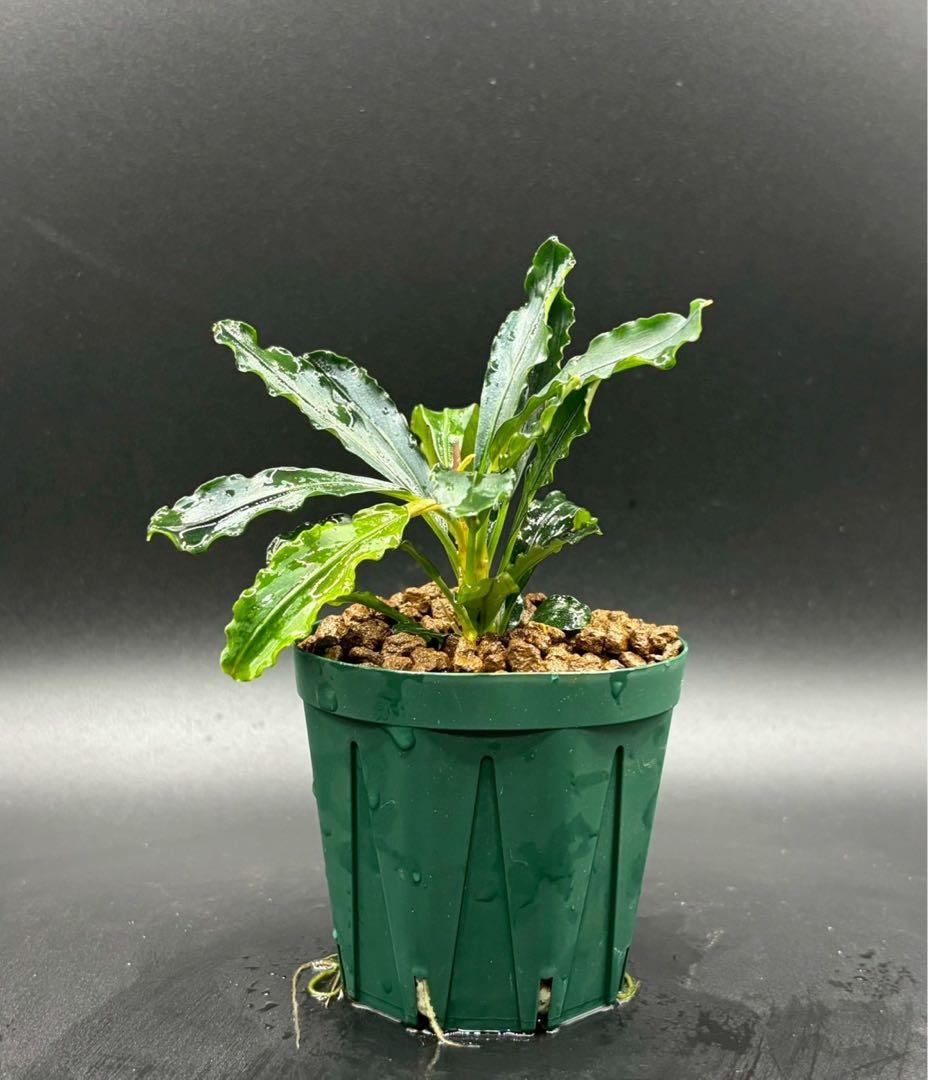 ペ*ン様 ブセファランドラ spathulifolia Balai karang