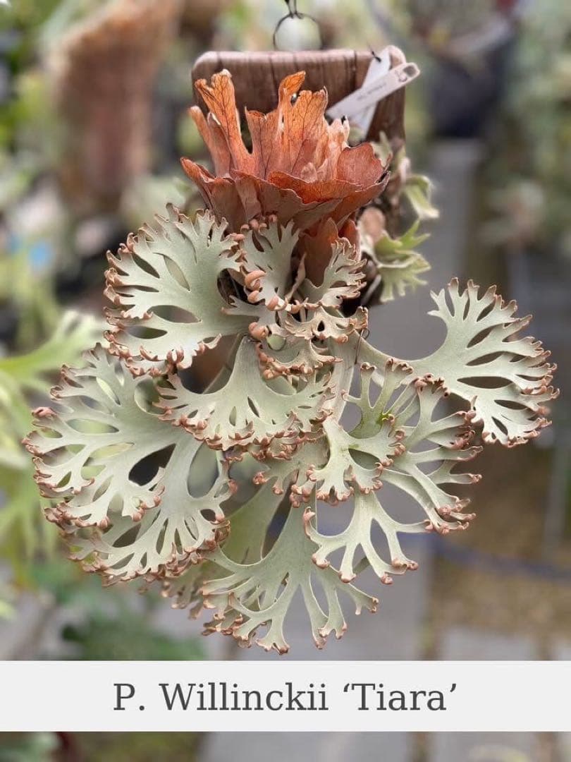 ビカクシダ Tiara Sporeling HHR ナーセリー