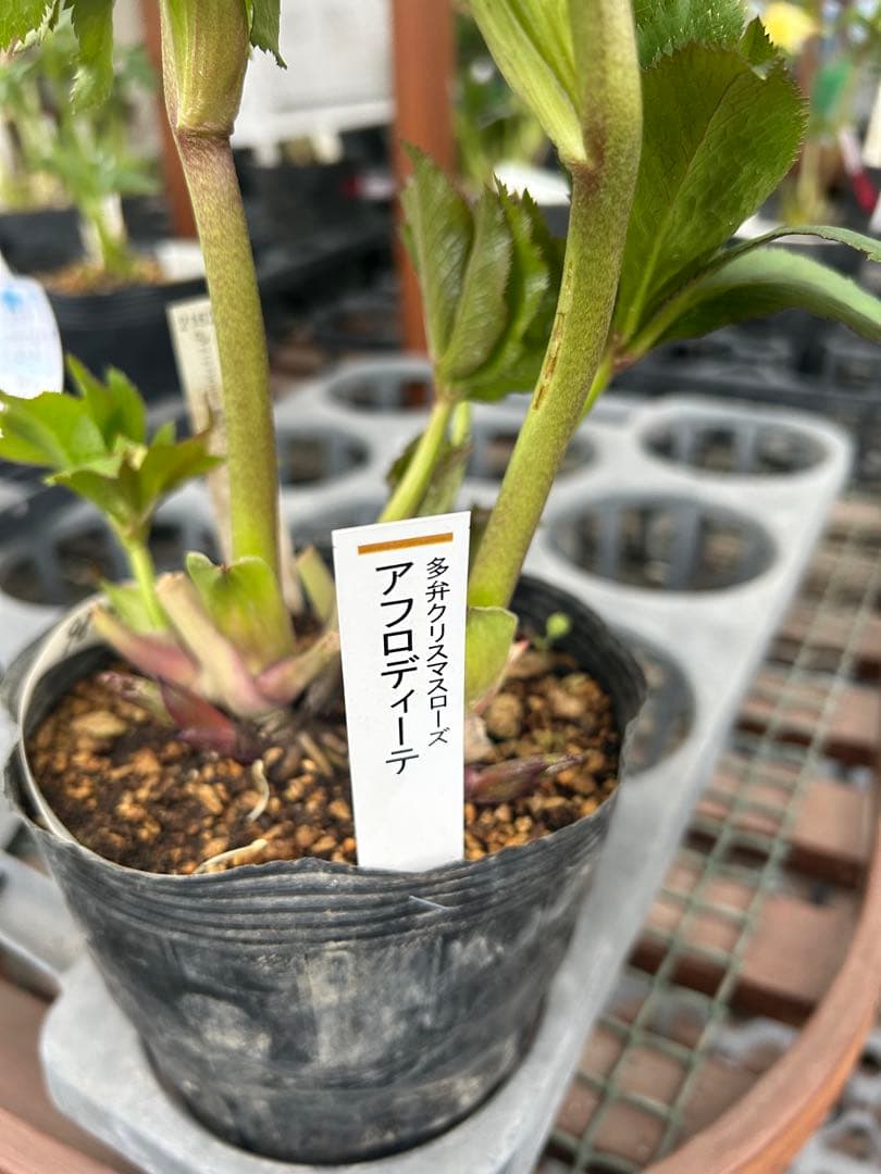 加藤農園 アフロディーテ クリスマスローズ同梱可能