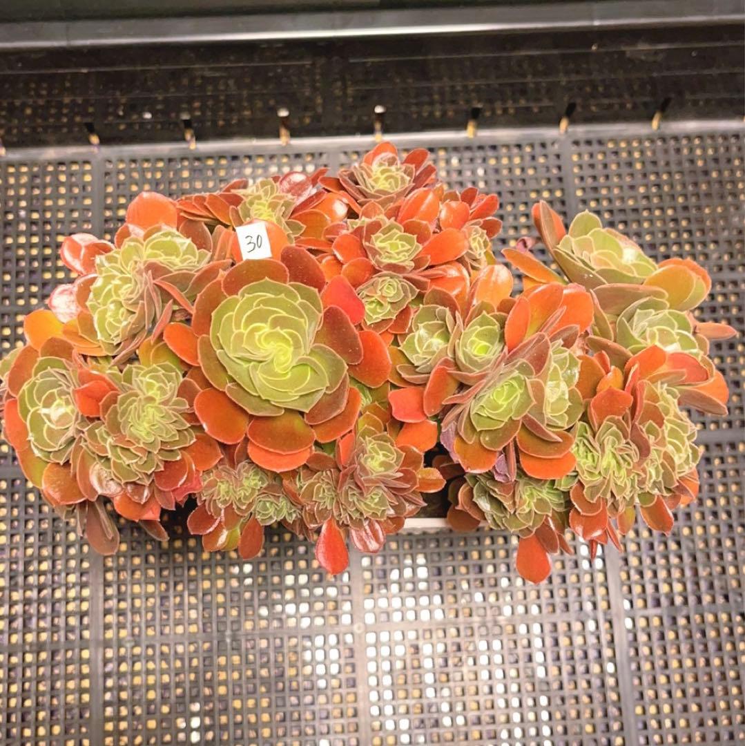 30#多肉植物アエオニウム❤️サラダボールセッカ❤️玫瑰法师缀化❤️22cm拔き苗