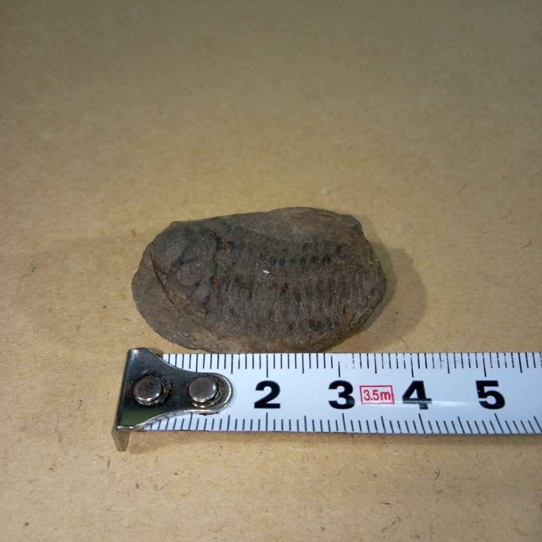 三葉虫　化石　三葉虫化石　究極のレトロ　fossil　ボリビア産　化石管理番号⑫