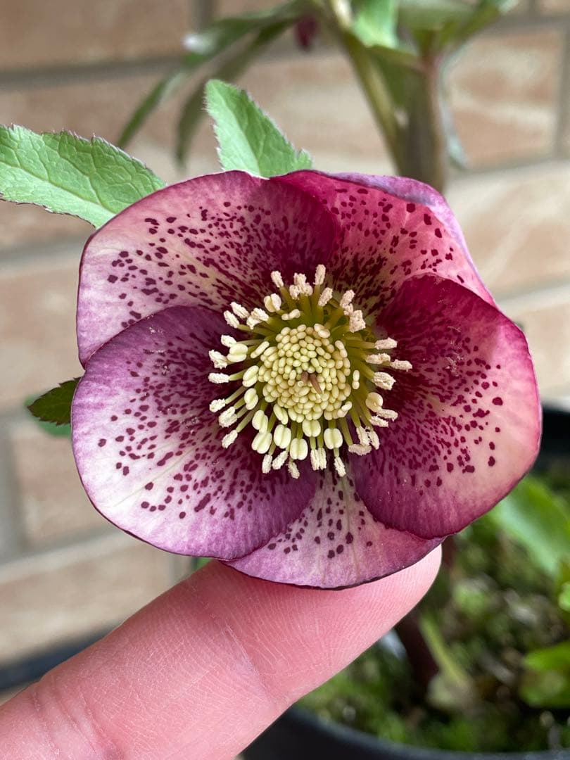 【広瀬園芸】　絞りピンクスポットss クリスマスローズ　5号鉢