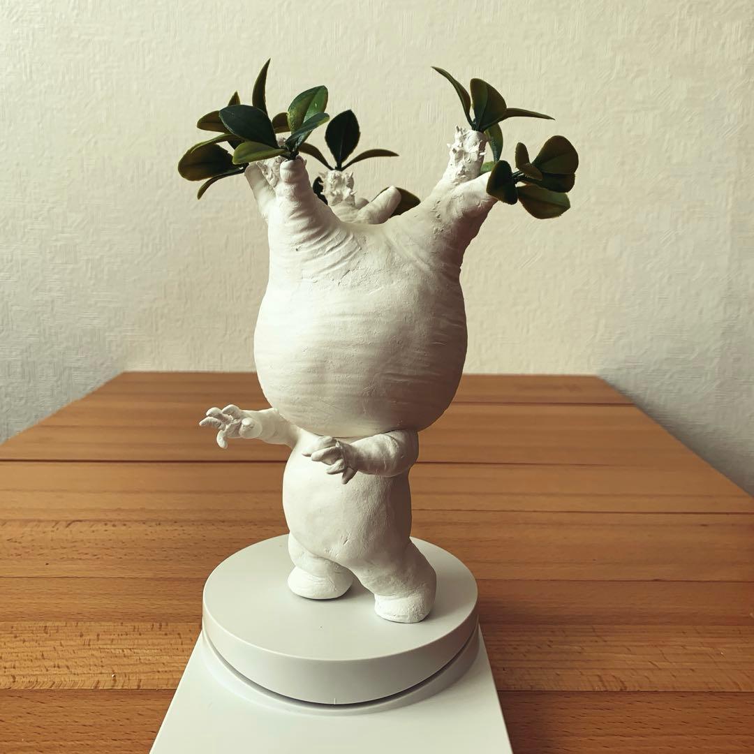 パキポディウム　グラキリス みるきゅん様　確認用ページ