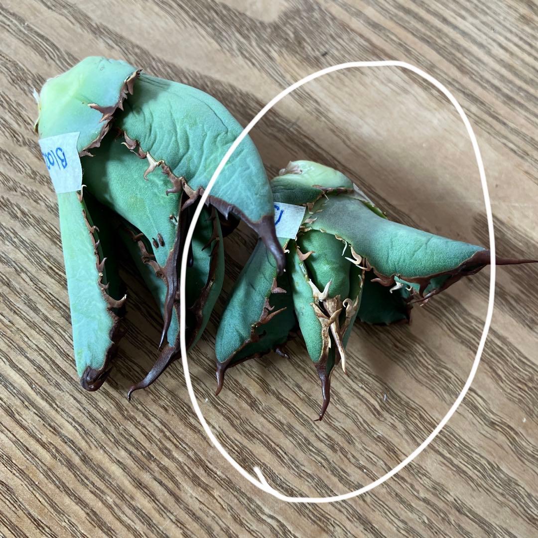 匿名配送【初売り】②REZA産　イラン株　アガベ　BLAZE ブレイズ